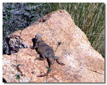 Pinnacle Peaks 030